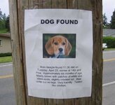 dog found.jpg