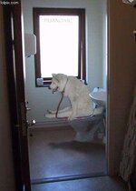 dog on toilet.jpg