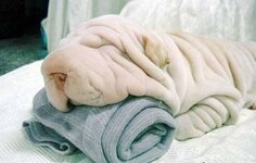 dog with too much skin.jpg