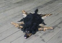 dogskin rug.jpg