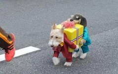 dog dressed as two dogs holding a present.jpg