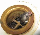 rat in drain.jpg rat in drain.jpg