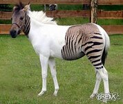 semizebra.jpg semizebra.jpg