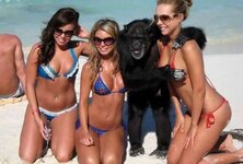 good to be a monkey.jpg