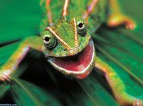 smiling chameleon.jpg smiling chameleon.jpg