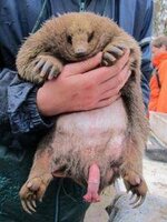 echidnas have 4-headed penis.jpg