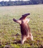 what now anteater.jpg