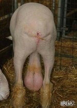 big ball pig, or dog, or something.jpg