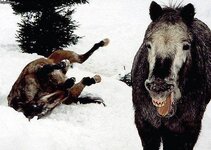 horse laughs at his mate falling in snow.jpg