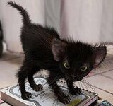Frazzled.jpg