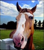 horsey is rude.jpg horsey is rude.jpg
