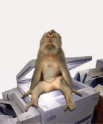 gif baboon bum photocopier boris.gif
