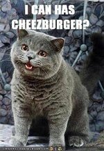 famous-cat-meme-which-started-and-launched-the-website-i-can-haz-cheezburger.jpeg