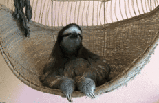 gif chilling-sloth.gif