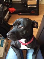 dog.JPG