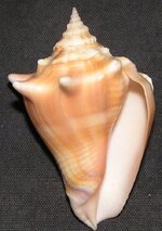 conch.jpg