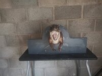 IMG_20200731_203008.jpg