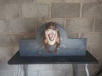 IMG_20200731_203031.jpg