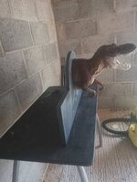 IMG_20200731_203049.jpg