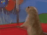 gif dramatic chipmunk.gif