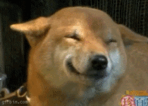 gif happy-dog-is-happy.gif