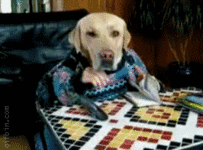 gif dog_talking_on_the_phone.gif