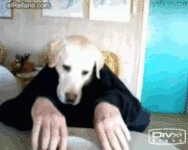 gif dog-has-dinner.gif