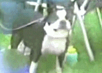 gif dog grinning.gif