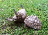 gif turtle-helps-friend.gif