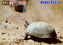 gif turtle-vs-crocs.gif