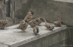 gif sparrow-fight.gif