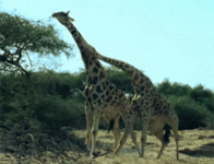 gif giraffes fighting.gif