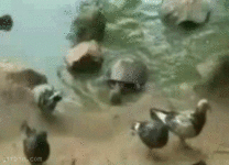 gif turtle eats pigeon.gif