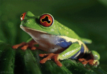 gif hypnotoad.gif