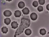 gif white cell chasing and eating bacterium.gif