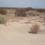 Tumbleweed.gif