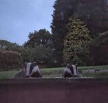 Badgers1.jpg