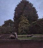 badgers2.jpg