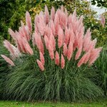 pink-pampas-grass-seeds-cortaderia-selloana-1586295541.jpg