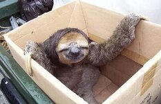 sloth in a box.jpg sloth in a box.jpg