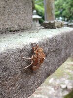ImageUploadedByTapatalk1375138450.929530.jpg ImageUploadedByTapatalk1375138450.929530.jpg