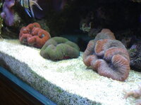 DSCN1671-1.jpg
