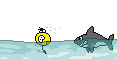 shark-1.gif