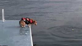 i.imgur.com_711ofyS.gif