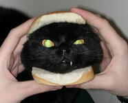 i194.photobucket.com_albums_z172_piccoload_kitten_burger.jpg
