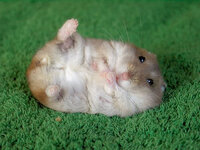 i2.photobucket.com_albums_y37_lonesomehero_hamster.jpg