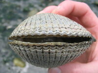 3.bp.blogspot.com__75GcwOCUmc4_T0ymclnsC1I_AAAAAAAAADA_ZrBRVs8FngU_s1600_Clam_Shell.jpg