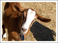 www.bunnydesign.com_images_goat_face.jpg