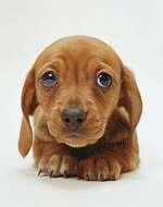 cdn.cutestpaw.com_wp_content_uploads_2011_12_Puppy_Dog_Eyes_s.jpg