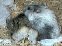 www.thevirginfiles.com_wp_content_uploads_2009_10_mating1.jpg